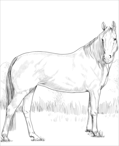 Warmblood Mare Coloring Page